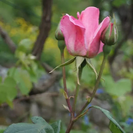 U Muinettu Специя