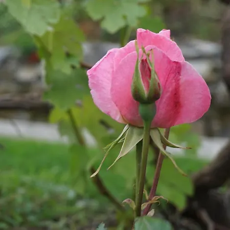 Фермерский дом U Muinettu *