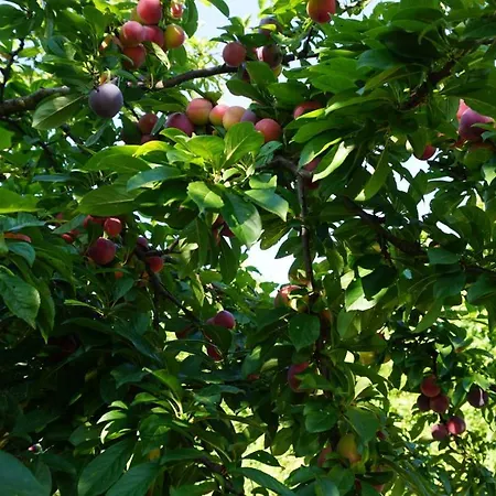 U Muinettu * 라스페치아