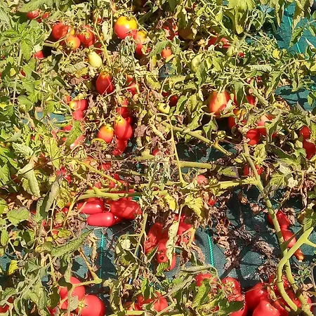 U Muinettu * Специя