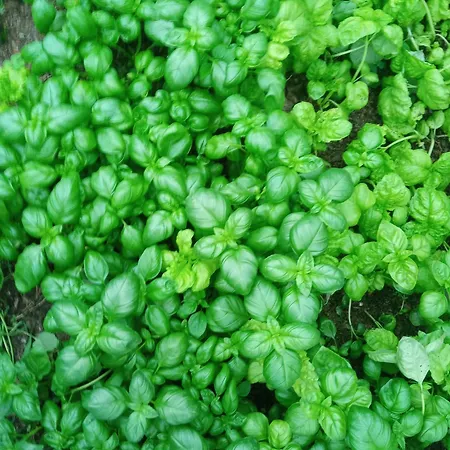 Фермерский дом U Muinettu