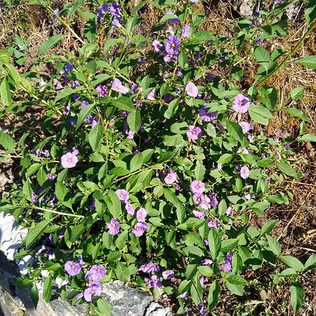 U Muinettu 팜스테이 라스페치아