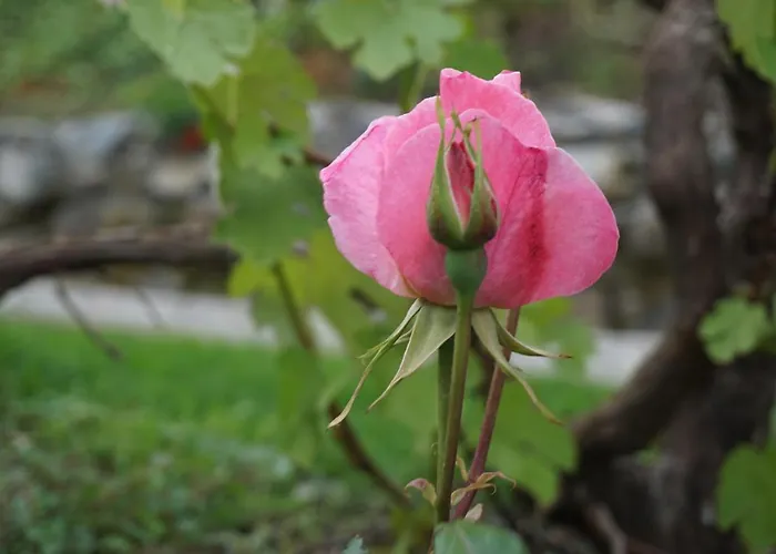 Farmház U Muinettu *