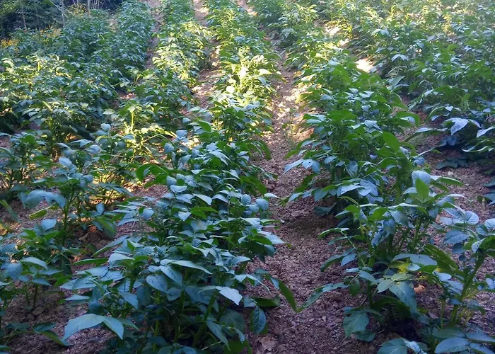 U Muinettu Farmház *