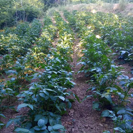 U Muinettu Alloggio per agriturismo *