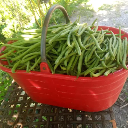 Alojamento de Turismo Rural U Muinettu *