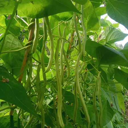U Muinettu Alojamento de Turismo Rural
