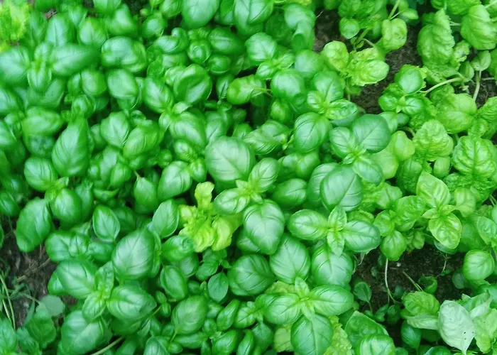 Çiftlik konaklama U Muinettu