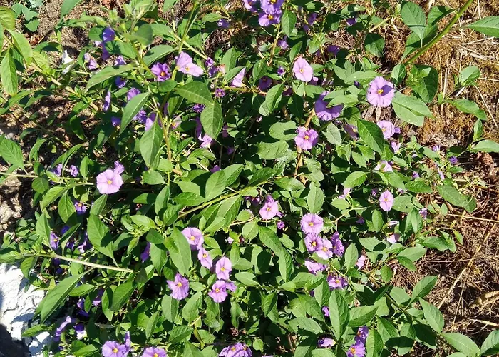 U Muinettu Çiftlik konaklama La Spezia