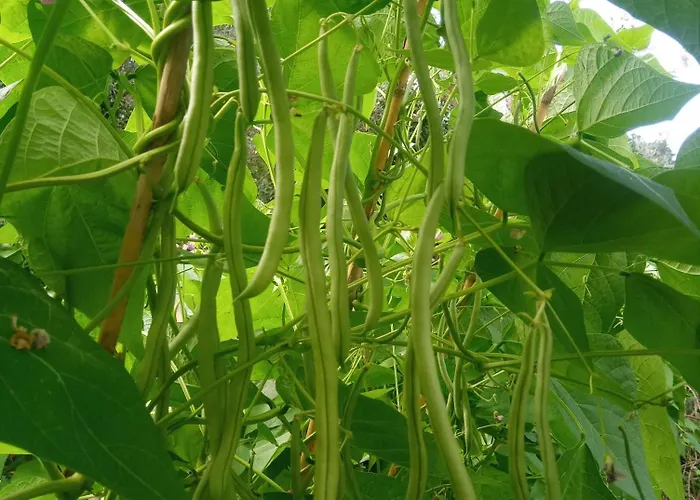 U Muinettu Çiftlik konaklama