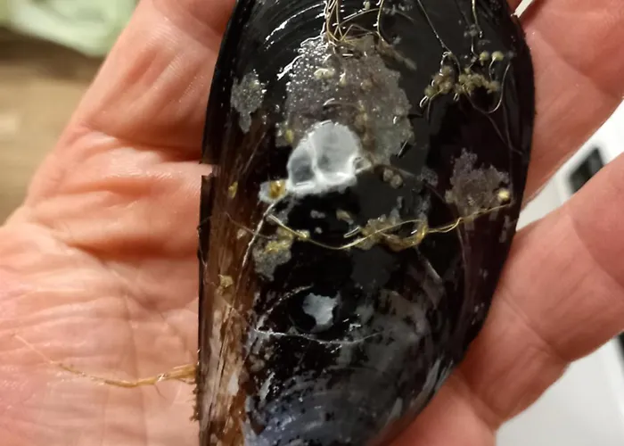 U Muinettu Çiftlik konaklama La Spezia