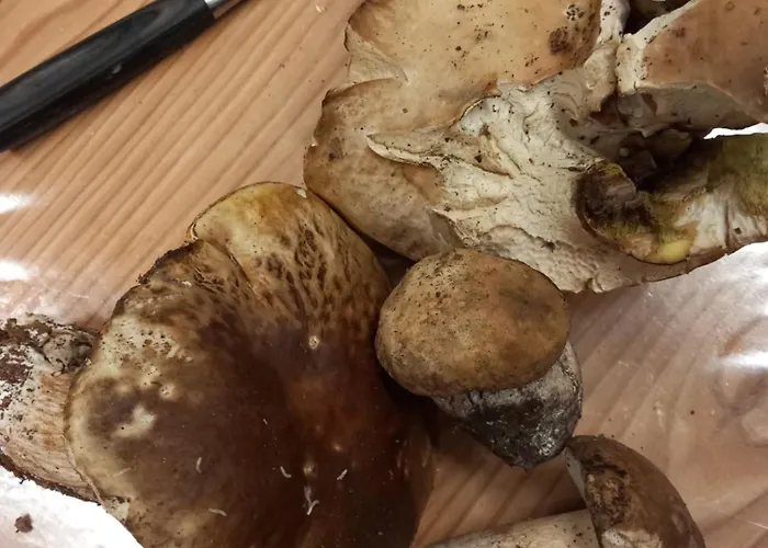 Çiftlik konaklama U Muinettu La Spezia